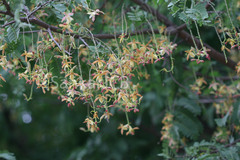 Tamarindus indica